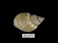 藏品(波部鳳螺)的圖片